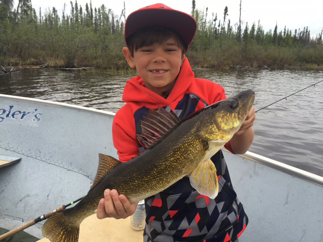 nice walleye
